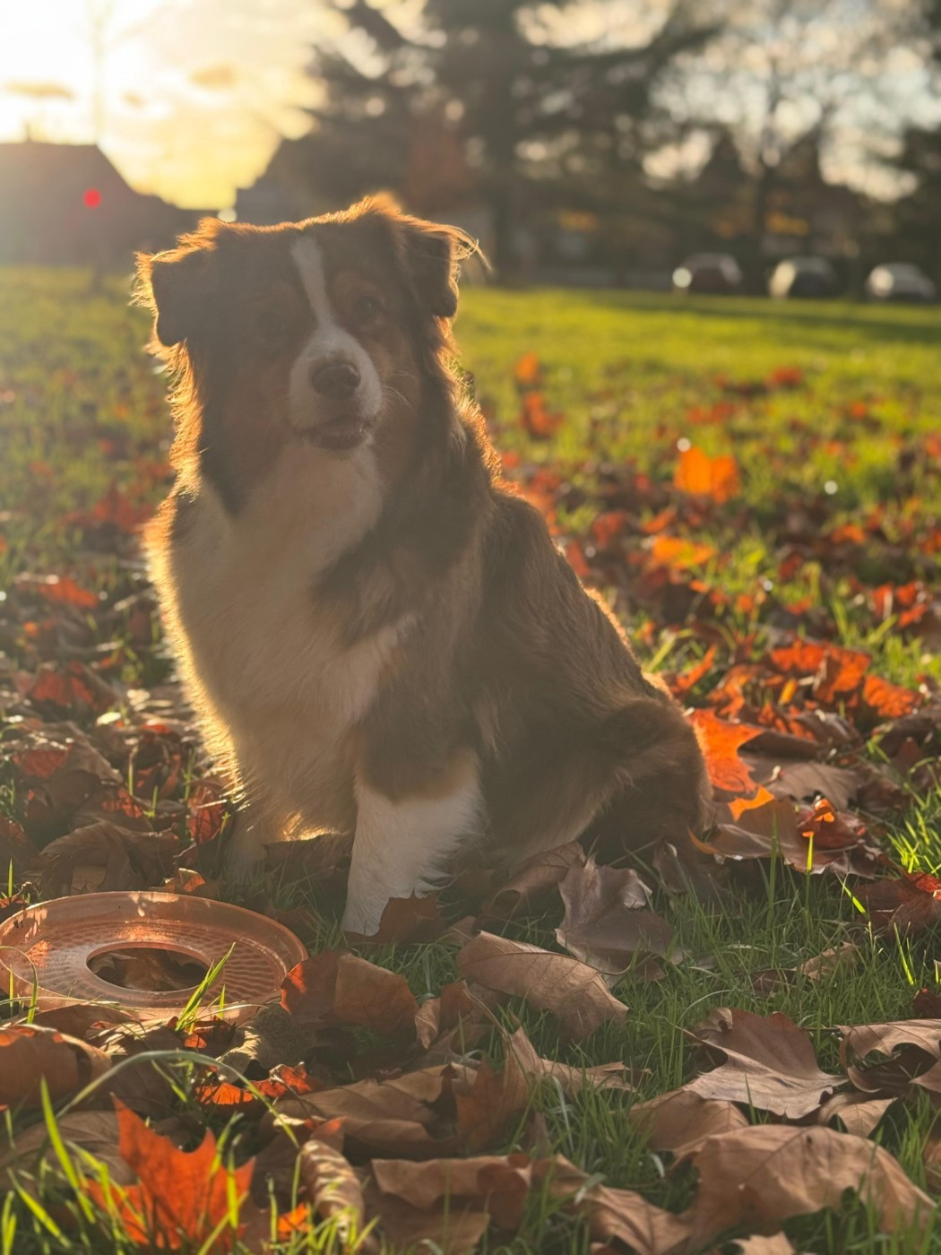 Des Feuilles Du Vent D'Automne