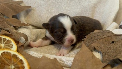 Des Feuilles Du Vent D'Automne - Chiots disponibles - Berger Australien