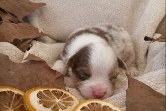 Des Feuilles Du Vent D'Automne - Chiots disponibles - Berger Australien