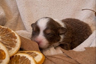 Des Feuilles Du Vent D'Automne - Chiots disponibles - Berger Australien