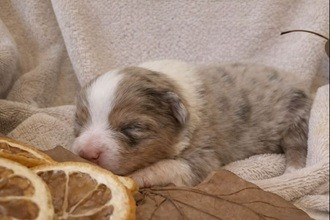 Des Feuilles Du Vent D'Automne - Chiots disponibles - Berger Australien