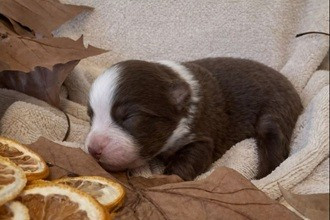 Des Feuilles Du Vent D'Automne - Chiots disponibles - Berger Australien