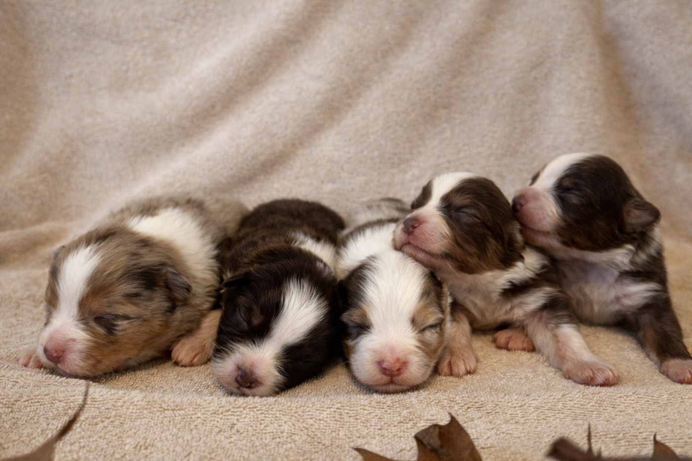 Chiot Berger Australien Des Feuilles Du Vent D'Automne
