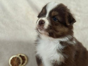 Des Feuilles Du Vent D'Automne - Chiots disponibles - Berger Australien